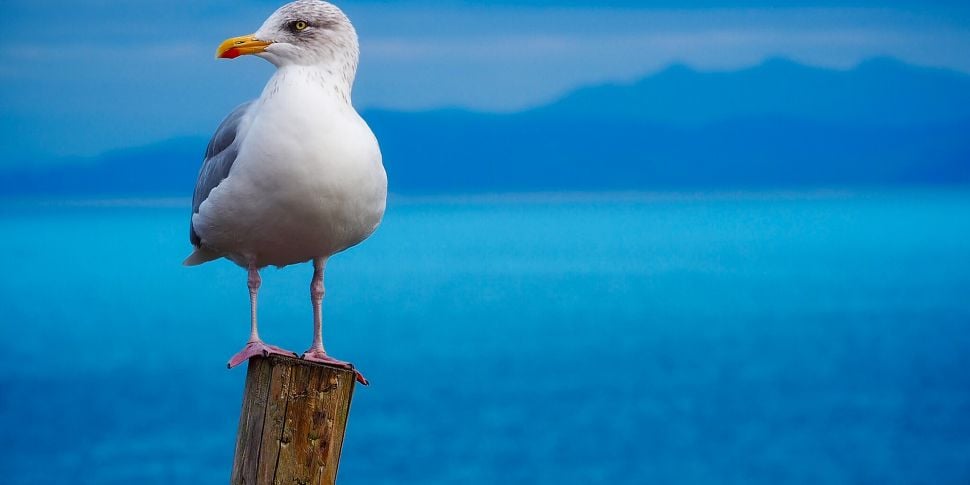 Seagulls Aggressive Behavior
