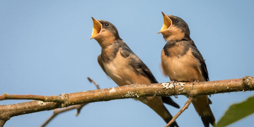 Swallows are staying for winte...