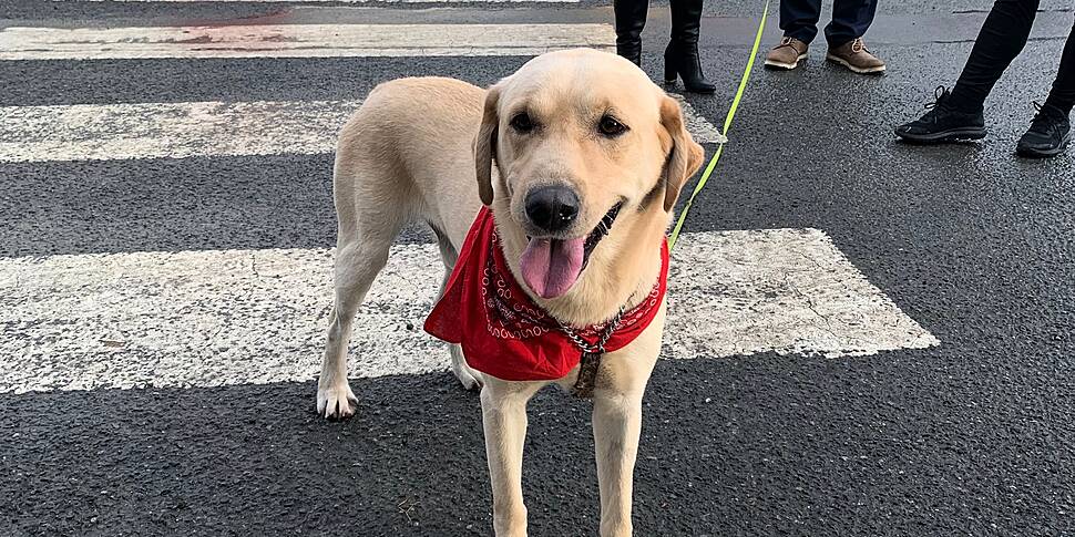 Dogs to have kennels at childr...