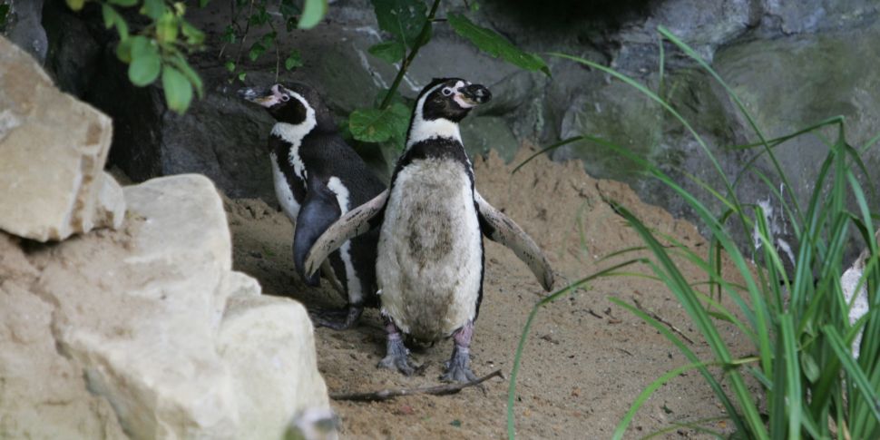 Dublin Zoo moves majority of b...