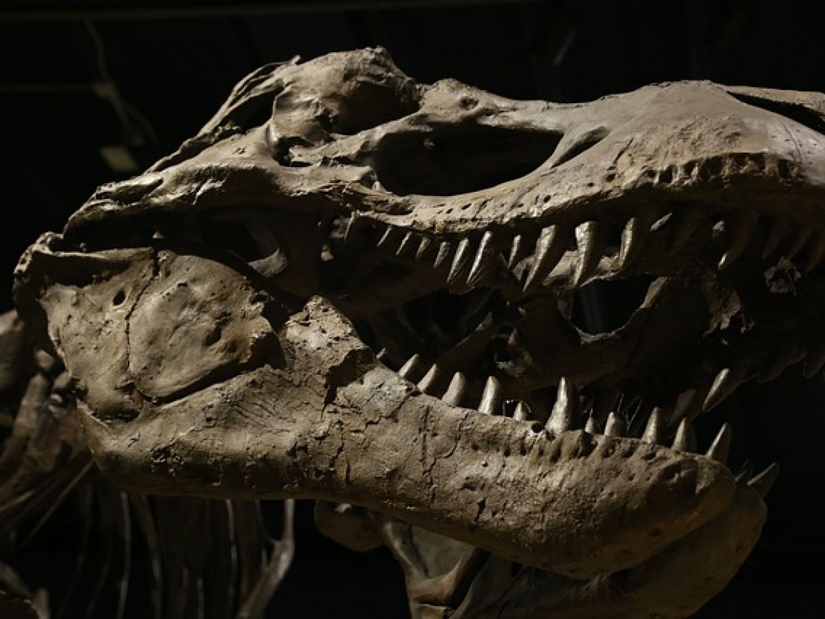 Where Are All The Irish Dinosaurs? | Newstalk