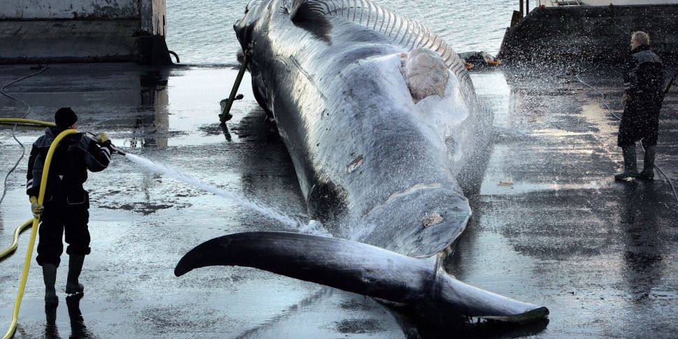 Iceland could ban whaling by 2...