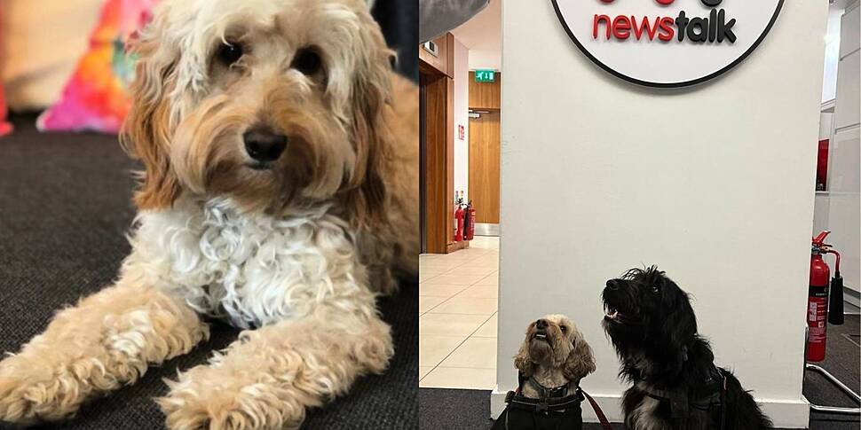 Should dogs be allowed in the...