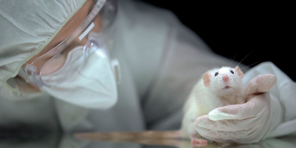 Animal testing: State 'not doi...
