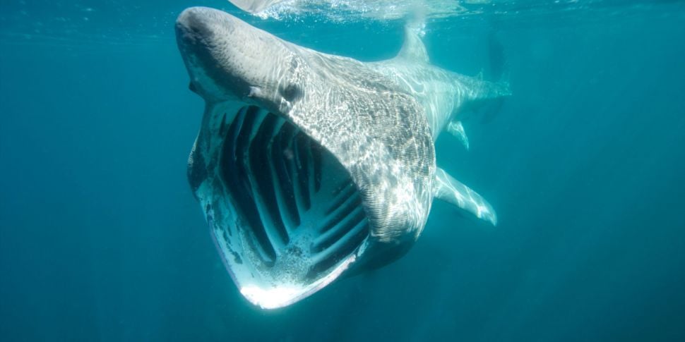 Basking sharks to be given ‘pr...