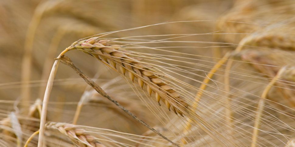 Farmers asked to plant wheat,...