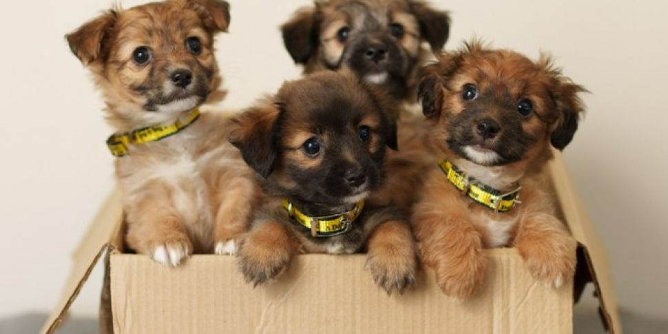 Dogs Trust 'overwhelmed' after...