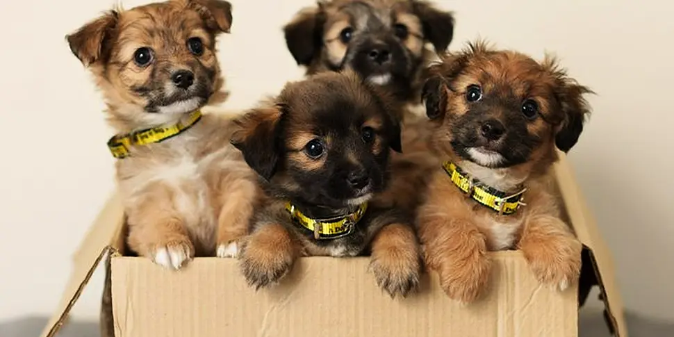Dogs Trust 'overwhelmed' after...