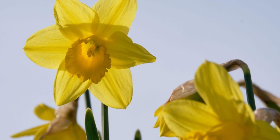 Daffodil Day ambassador Rachel...