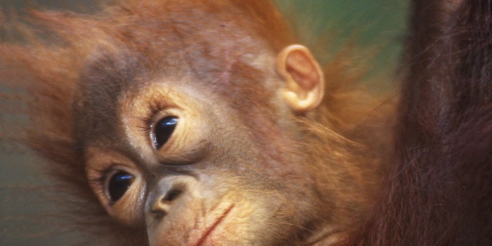 Green Scene: Orangutans have d...