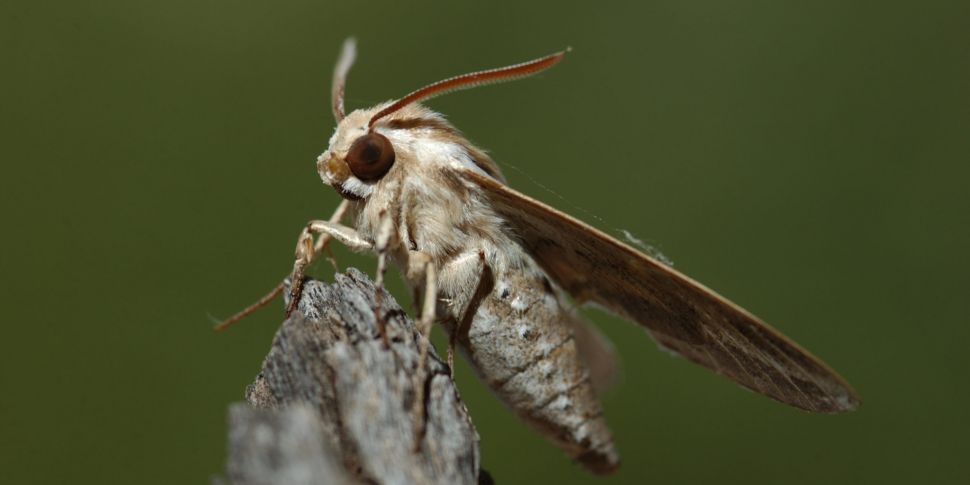 Moth warning for Irish homeown...