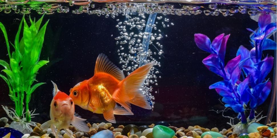 Goldfish  doing 'hunky-Dory' a...