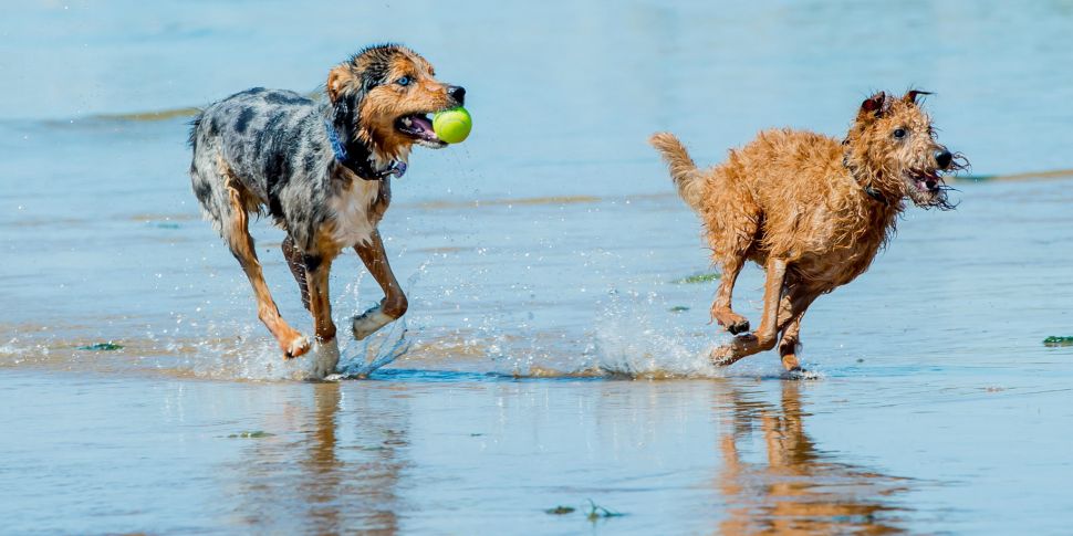 Dogs and sport could be banned...