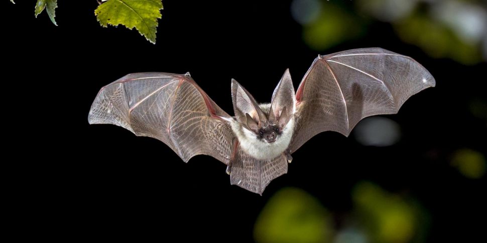 Green Scene: Bats buzz like ho...