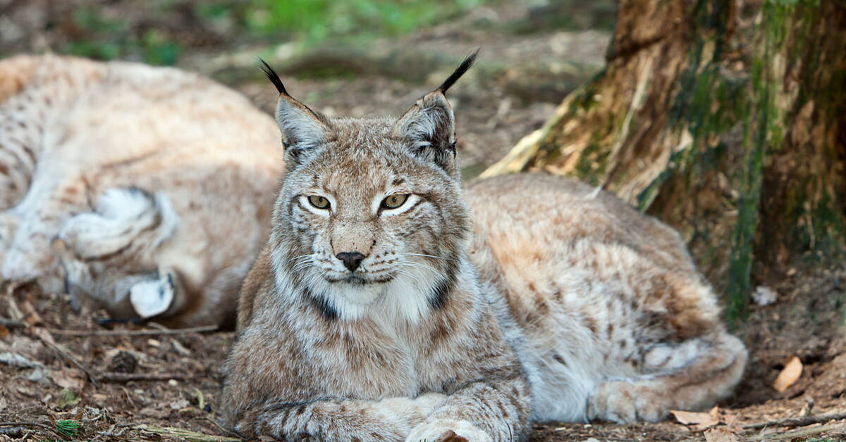 Bring back native predators to tackle invasive species crisis, study says - Vimarsana News