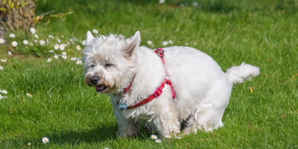 Dog fouling Huge increase in fines a radical solution to a