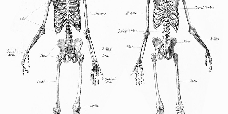 Anatomy: A Matter of Death and...