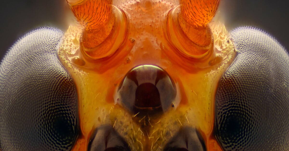 A Brief History of Weaponised Insects - Vimarsana News