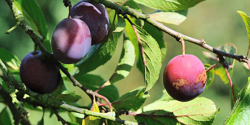 Gardening:  July is fruit time...