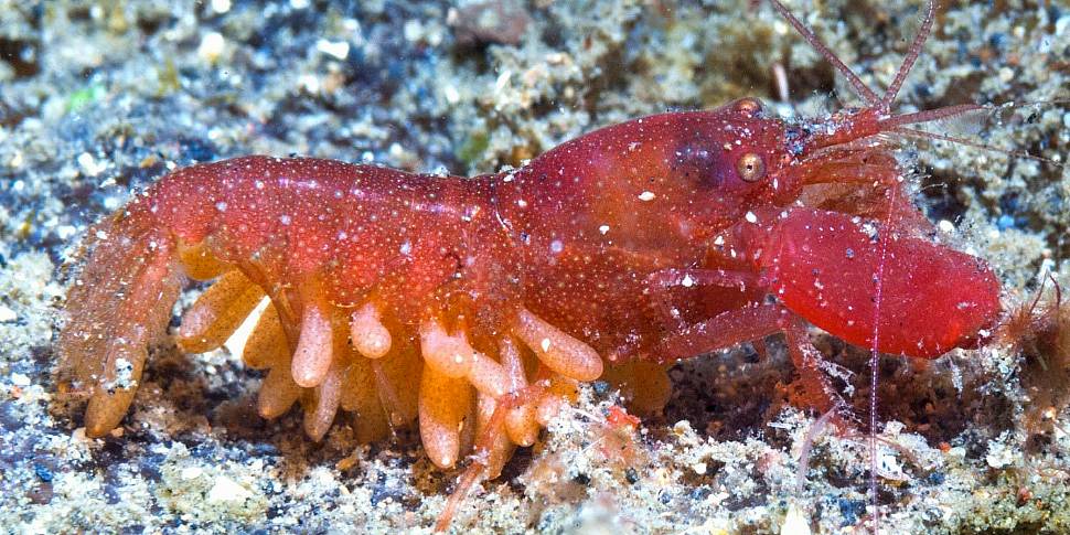 Green Scene:  Snapping shrimp...