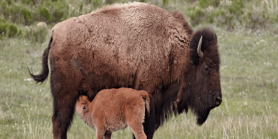 The rewilding of Bison