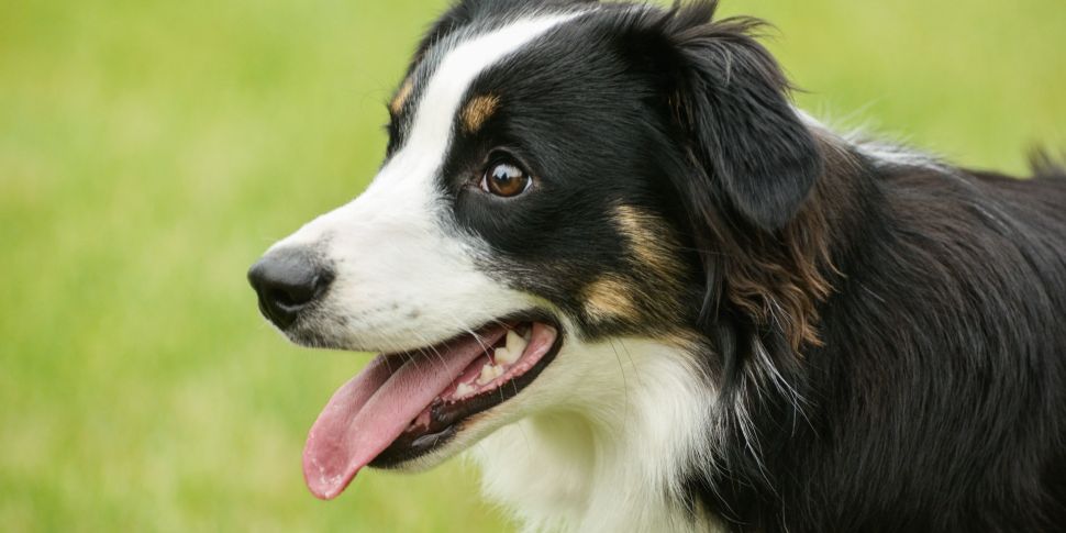 Dogs Trust: Workers should get...