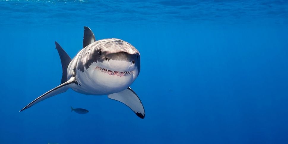 Man-eating sharks getting bigg...