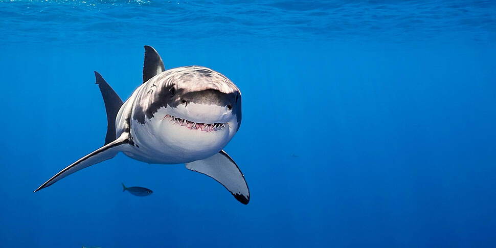 Man-eating sharks getting bigg...
