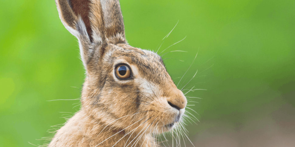 Is it time to ban hare coursin...