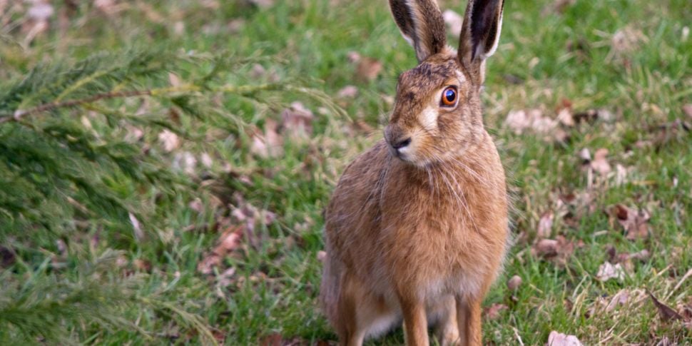 Hundreds of hares killed by pl...