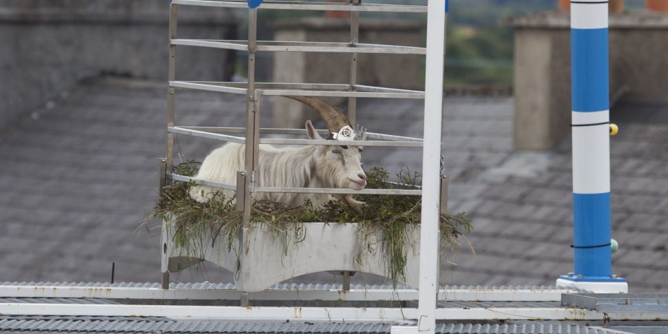 King Puck goat removed from ca...