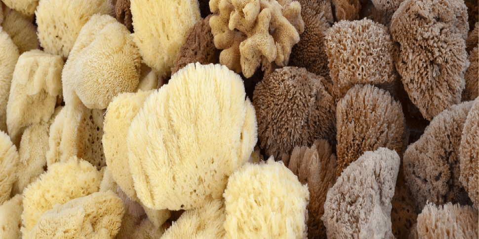 Sneezing Sea Sponges