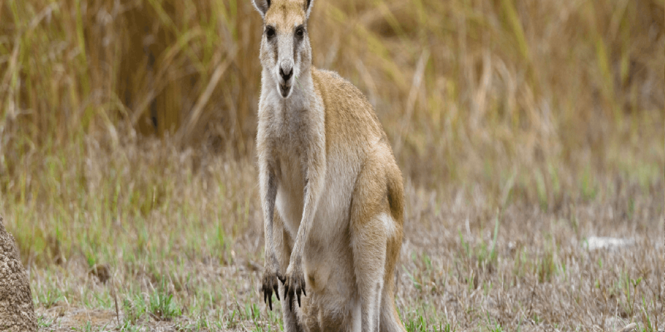 Wallaby on the lose in Tyrone