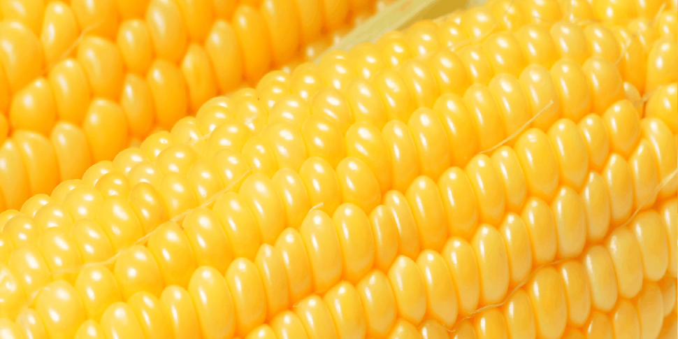 You Are What You Eat : Corn
