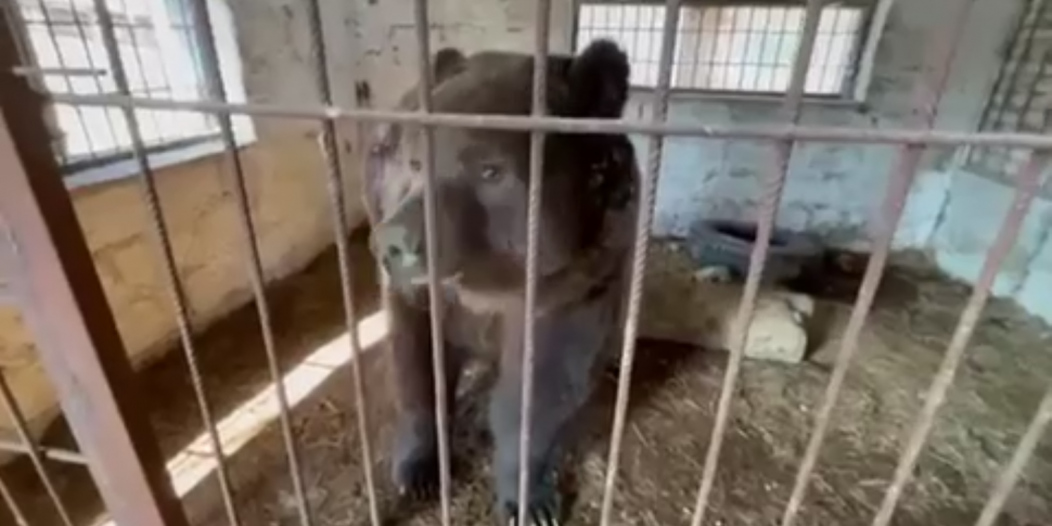 Russian bears rescued from 'ho...