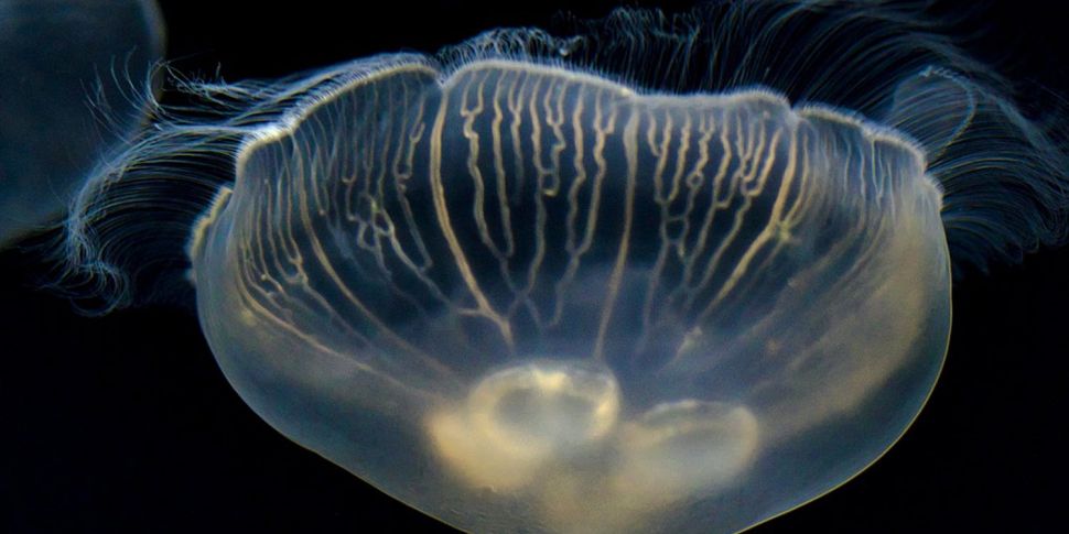 A Jellyfish Garden in Cork