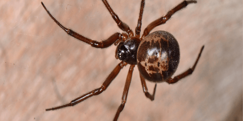 False Widow Spiders