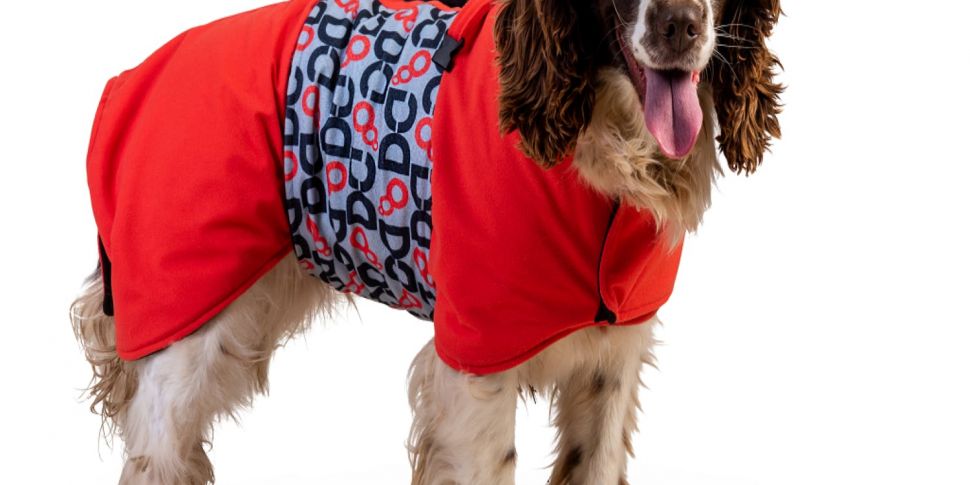 DogDry: Dry Robes for Dogs