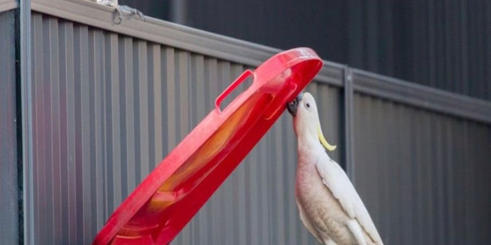 Wheelie Bin Wars in Sydney