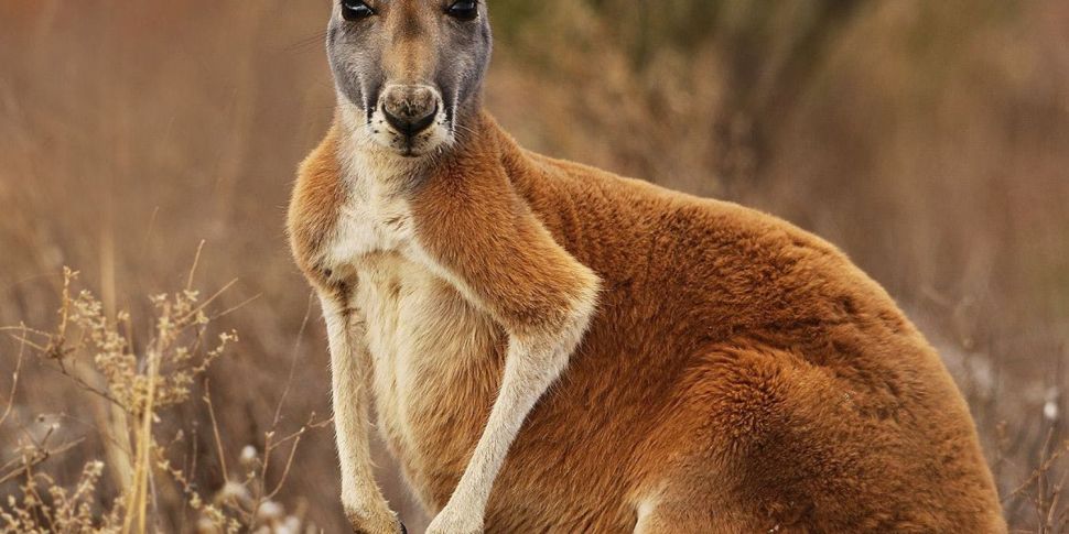 First man killed by kangaroo i...