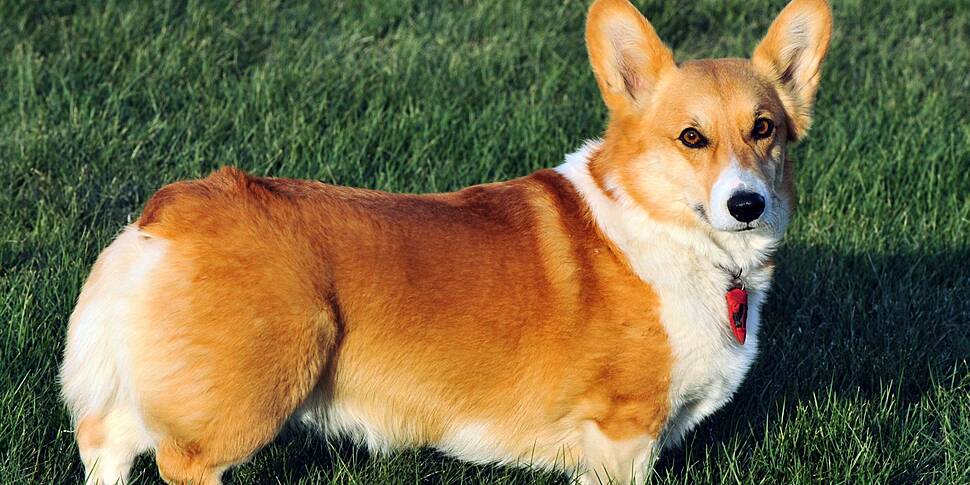 Corgi prices hit record high a...