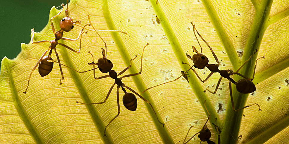 Green Scene: How many ants are...