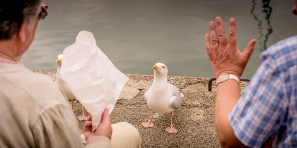 War on seagulls: Feeding them...