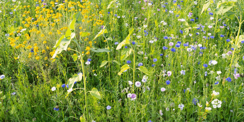 Are trendy ‘rewilded’ gardens...