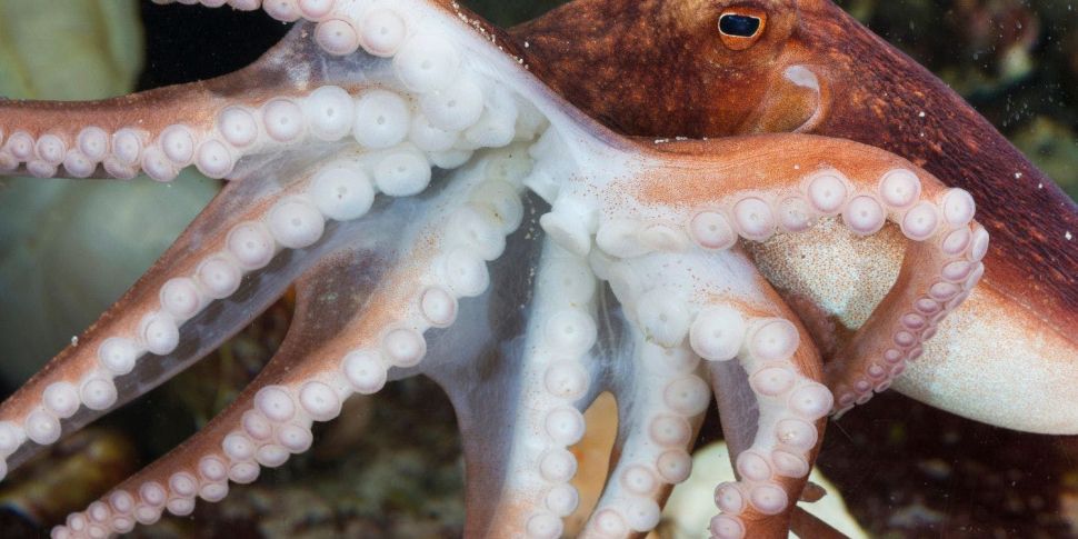 Octopus deserve 'not to be far...