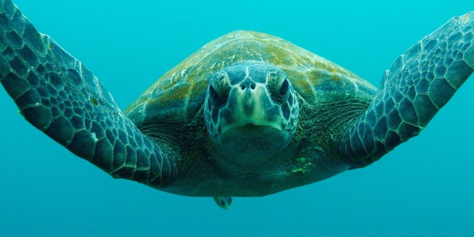 Why Sea turtles can now swim e...