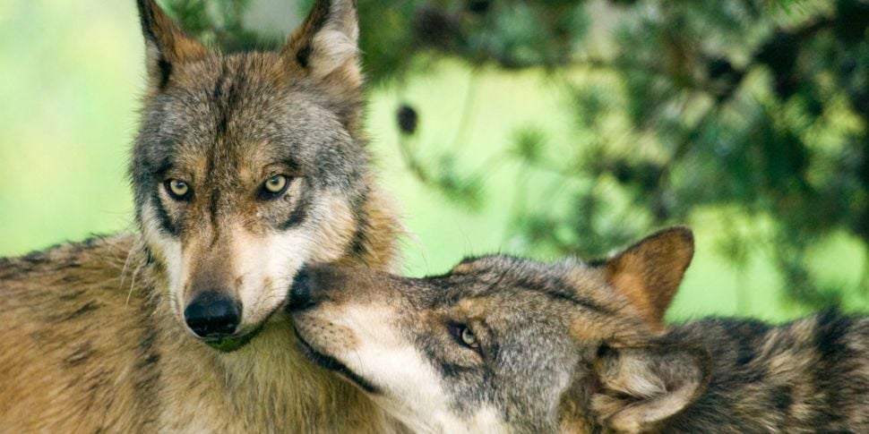 Reintroduce wolves to reverse...