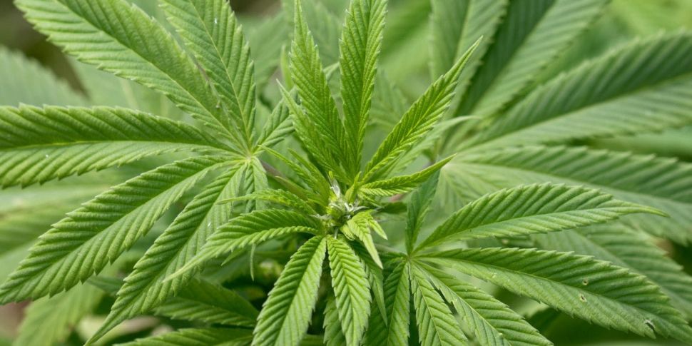 Dublin TD calls for cannabis t...