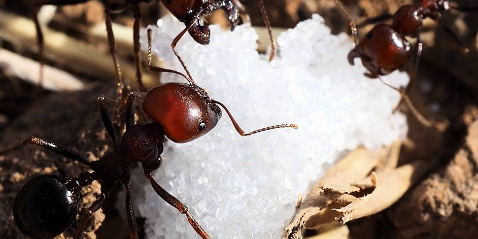 Green Scene:  Ants love a suga...