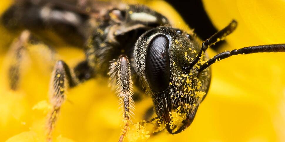 Green Scene: Honeybee lifespan...